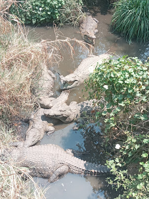 Nile crocodiles in Crocodile Park in Victoria Falls.