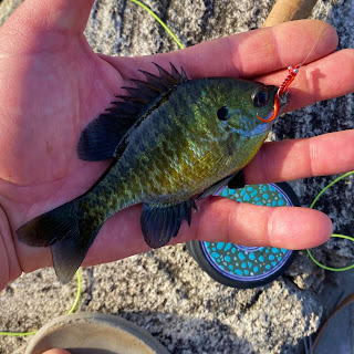 Bluegill Fly Fishing, Texas Freshwater Fly Fishing, Bluegill on the fly