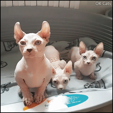 Amazing Kitten GIF • Cute Sphynx kitties bobbing their heads in purrfect sync. Sweet babies with funny ears [ok-cats-gifs.com]