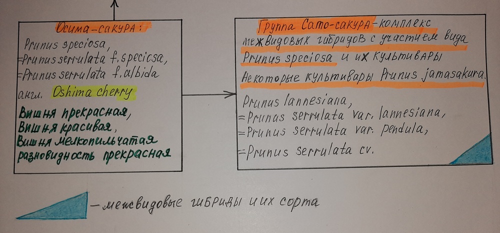 Сакуры (Japanese cherry, Sakura, cherry blossom) / Классификация
