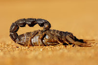 Scorpion - Photo by Leon Pauleikhoff on Unsplash