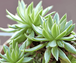 Echeveria Calderoniae