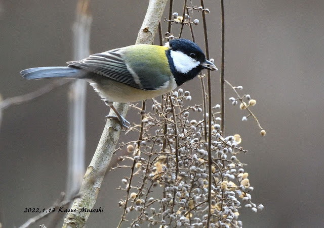 宮城の野鳥