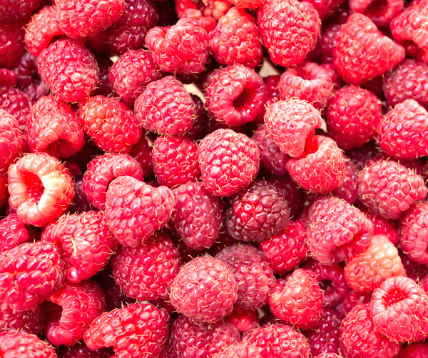 raspberry farming, commercial raspberry farming, raspberry farming business, commercial raspberry farming business, how to start raspberry farming, raspberry farming profits, start raspberry farming for high profits