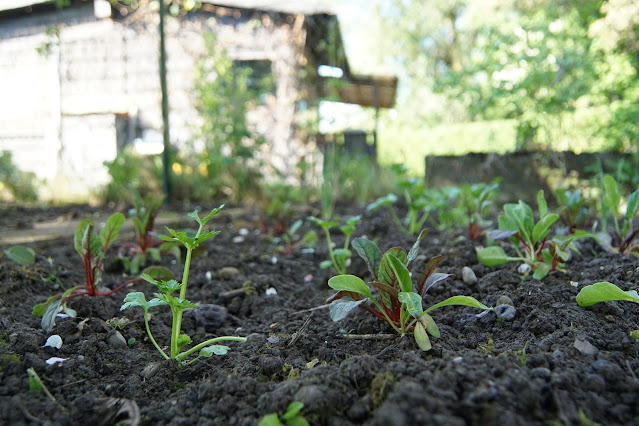 Prepare Your Organic Garden