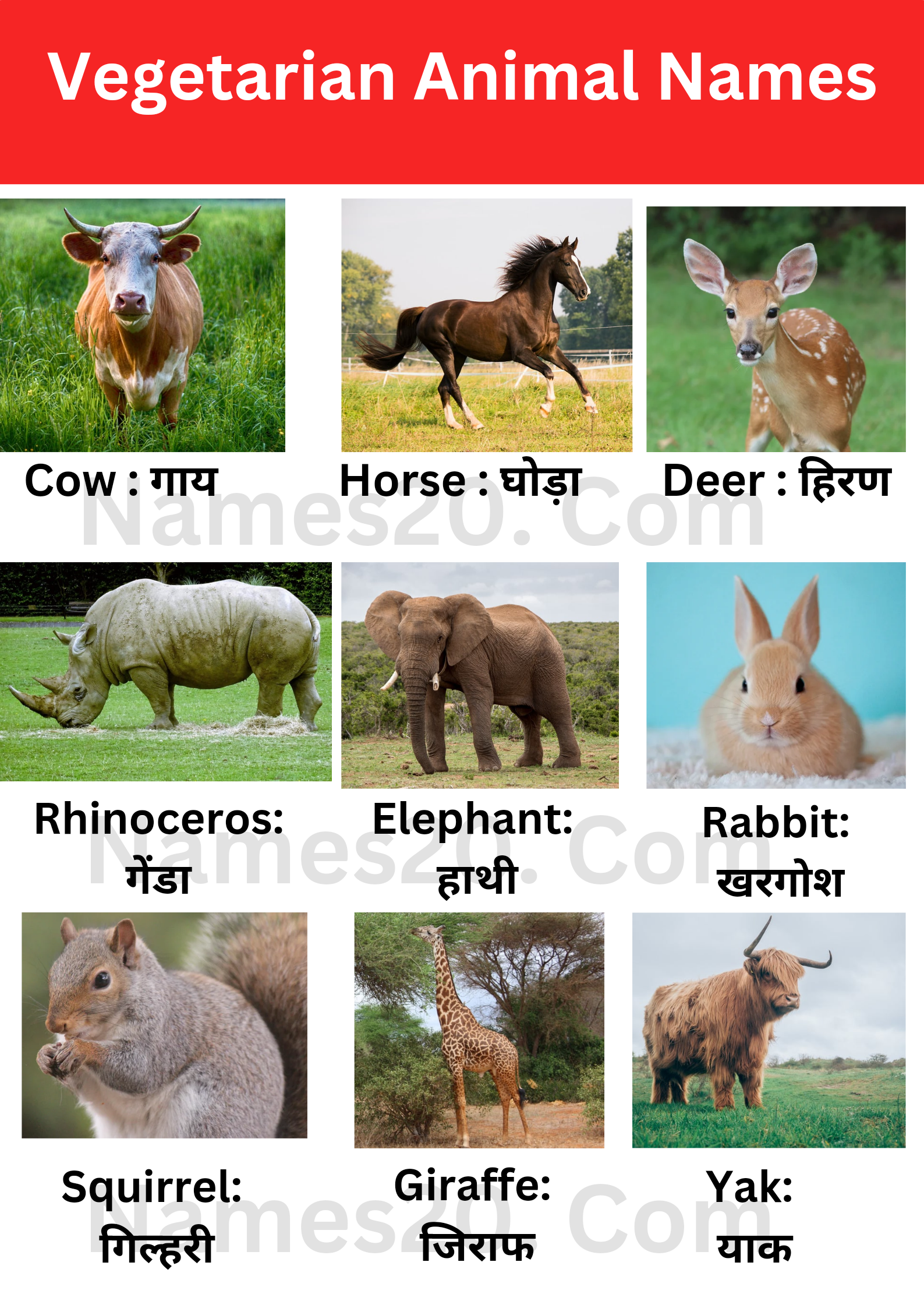 Vegetarian animal names : शाकाहारी जानवरों के नाम