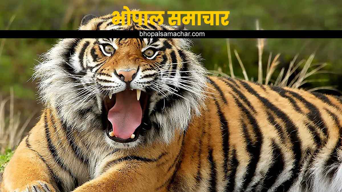 बाघ की जीभ में कांटे क्यों होते हैं, इंसानों के प्रति व्यवहार कैसा है - GK  in Hindi