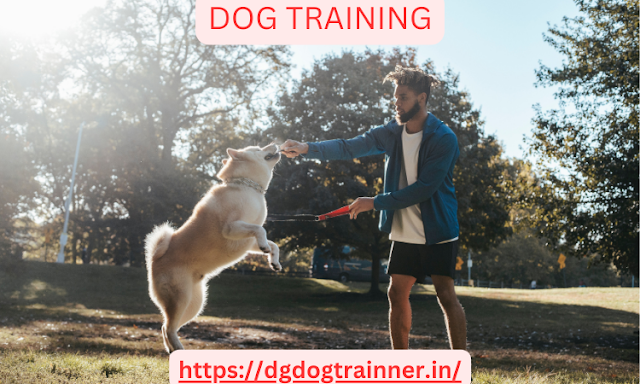 Best Dog Trainer Services