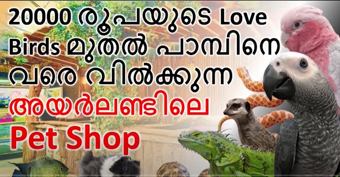 20000 രൂപയുടെ Love Birds മുതൽ പാമ്പിനെ വരെ വിൽക്കുന്ന അയർലണ്ടിലെ Pet Shop
