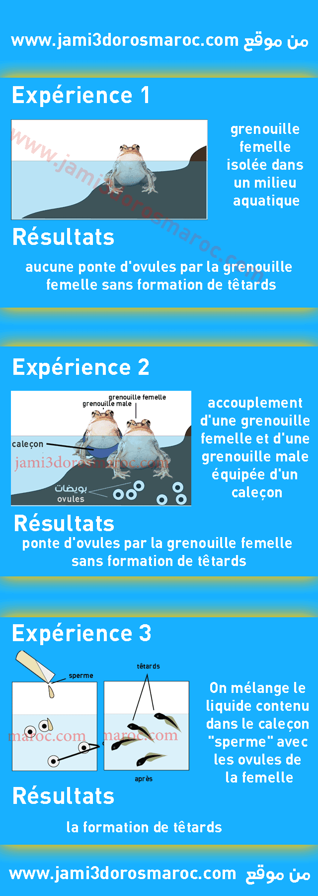 Le rôle du mâle et de la femelle dans la reproduction sexuée