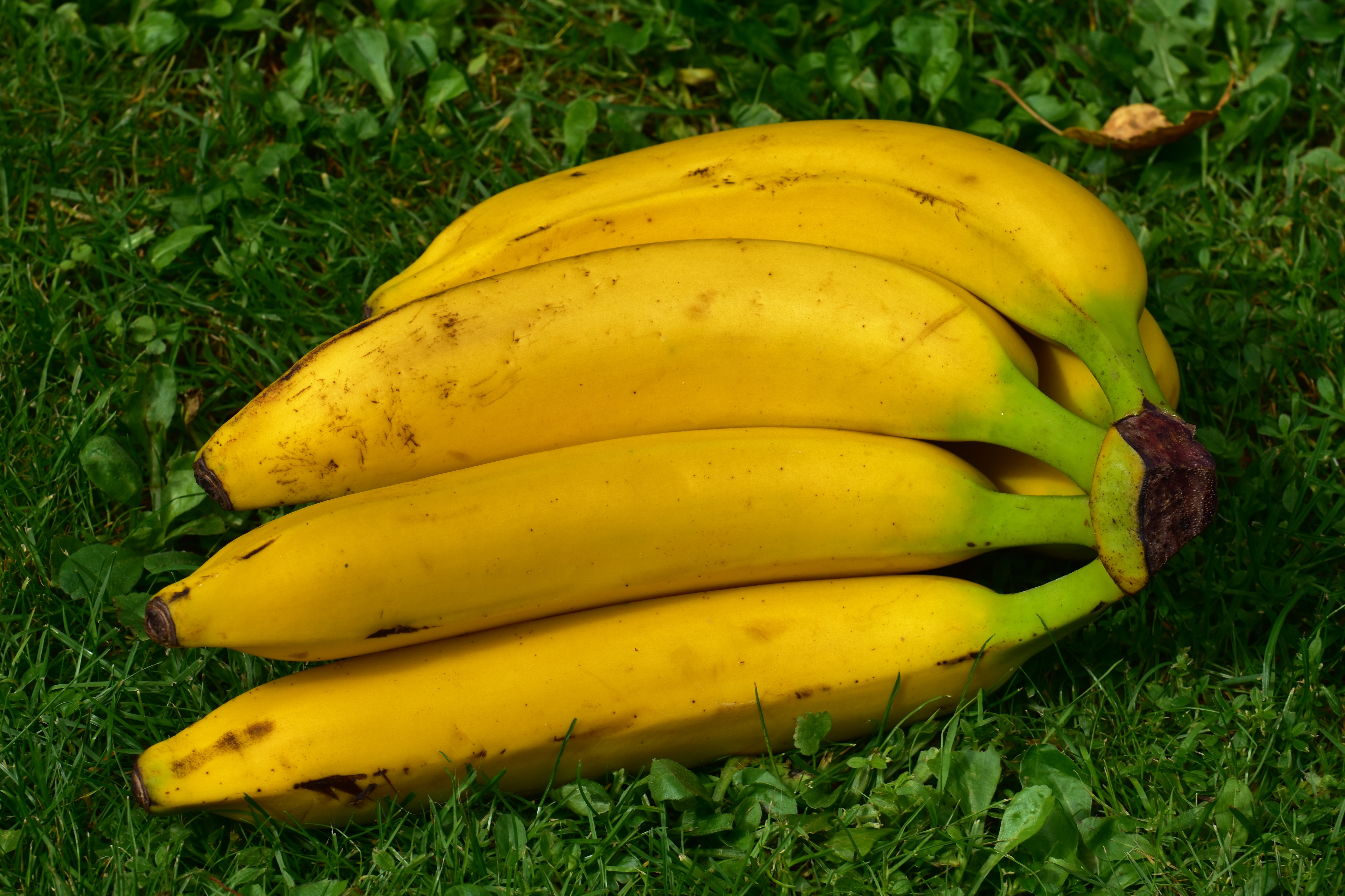 Bananas are rich in fiber and easily available.