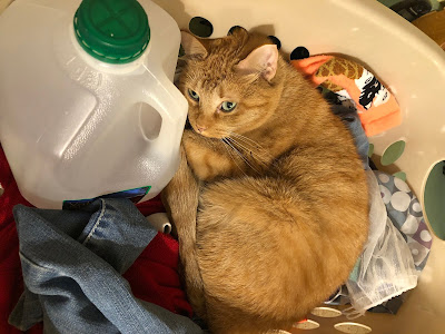 cat sleeping in laundry basket