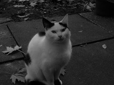 princess_cat_black_and_white