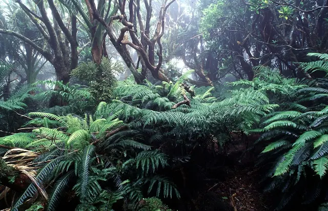 Lord Howe Island Australia