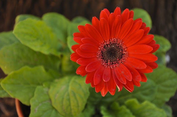 Cvijeće za groblje Gerbera simbolizira mir, čistoću, vedrinu