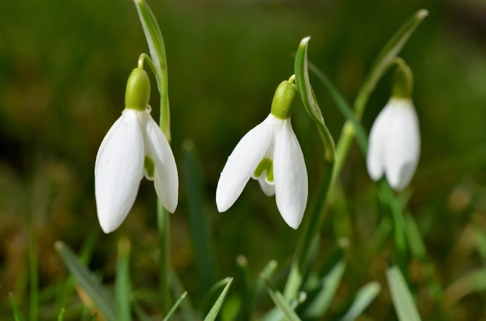 Cvijeće Galanthus ( Padajući Snijeg ) ili Snjeguljica simbolizira skromnosti 