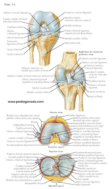 KNEE: INTERIOR VIEW AND CRUCIATE AND COLLATERAL LIGAMENTS