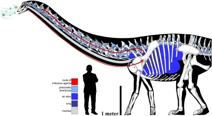 Pulmonary complex of Sauropod