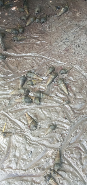 Snails in Mangrove forest near Elephant Beach.