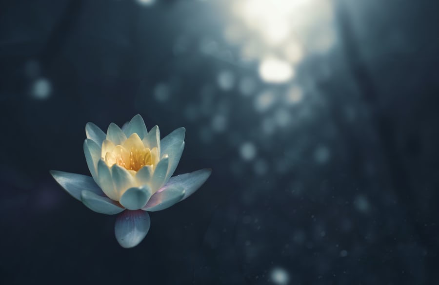 A flower in a still water(weight loss using yoga)