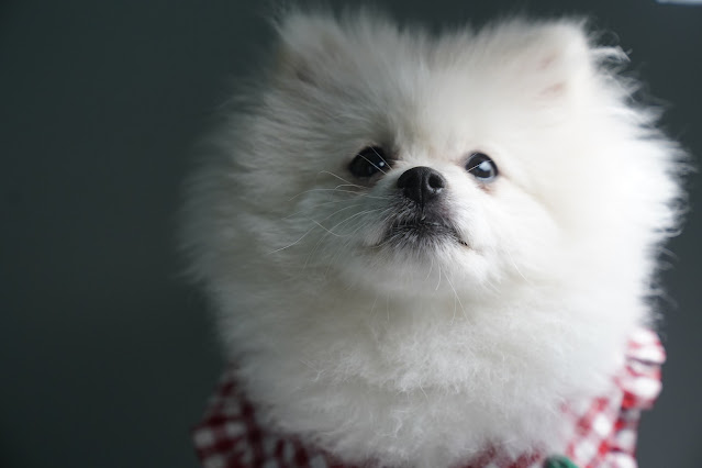 Mini Pomeranian Price In India