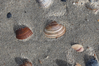 Stevige Strandschelp - Stevige Strânskulp - Spisula solida