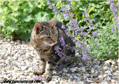 Catnip Tanaman Favorit Kucing