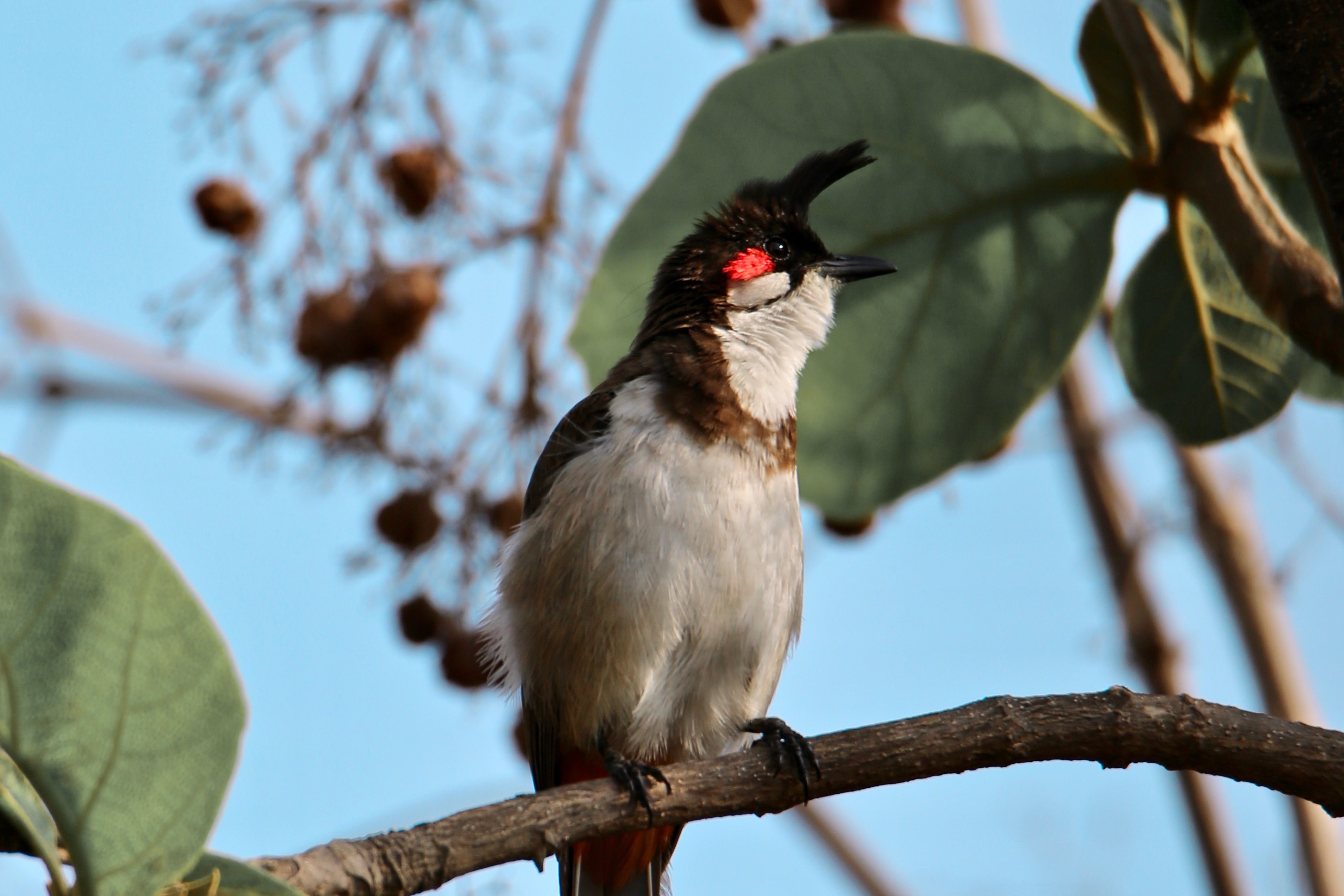 Red Whiskered Bulbul High definition images free
