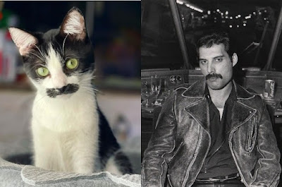 Mostaccioli, la gata que se parece a Freddie Mercury