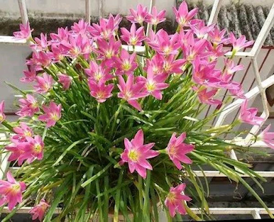 8 Jenis Bunga Cantik Ini Cocok Untuk Menghias Teras Rumah