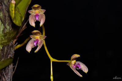 Bulbophyllum anceps - The Double Edged Bulbophyllum care