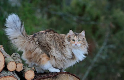 Perawatan Ras Kucing Norwegian Forest