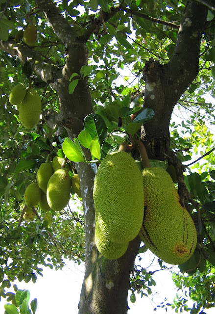 Pohon Nangka Madu