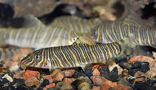 Botia Striata (Zebra Loach)