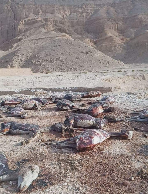 شبح سوهاج يوضح سر العثور على 58حماراً ميتاً في دار السلام