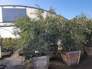 Olive Fruiting