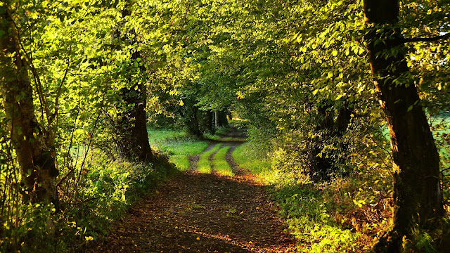 IPhone wallpaper path, Trees, Green, Nature