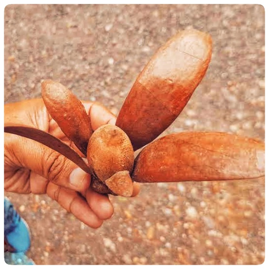 Other parts of the tengkawang tree such as tengkawang fruit/seeds and tengkawang bark can also be used as raw materials for food and handicrafts (Fernandes and Maharani, 2014). In addition, tengkawang fruit is a raw material for vegetable fat which has a higher value than other vegetable oils such as coconut oil (Tantra, 1981 in Hakim et al., 2010).