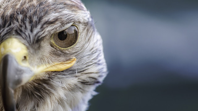 Wer sind meine Eltern? - Bilderrätsel Tiere