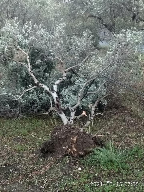 ΛΑΚΩΝΙΑ:ΑΝΕΜΟΣΤΡΟΒΙΛΟΣ ΤΗ ΝΥΧΤΑ ΣΤΑ ΠΑΠΑΔΙΑΝΙΚΑ