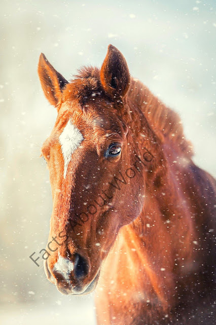 Horses Information-Horse Breed