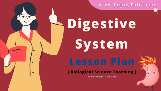 Digestive System Lesson Plan For B.Ed, DE.L.ED, BTC, M.Ed 1st 2nd Year And Class 7th, 8, 9th and 10th Physical Science Teacher Free Download PDF On Mega And Real School Teaching And Practice Skill In English Medium. - www.pupilstutor.com