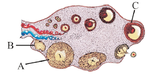 Mcq on human reproduction