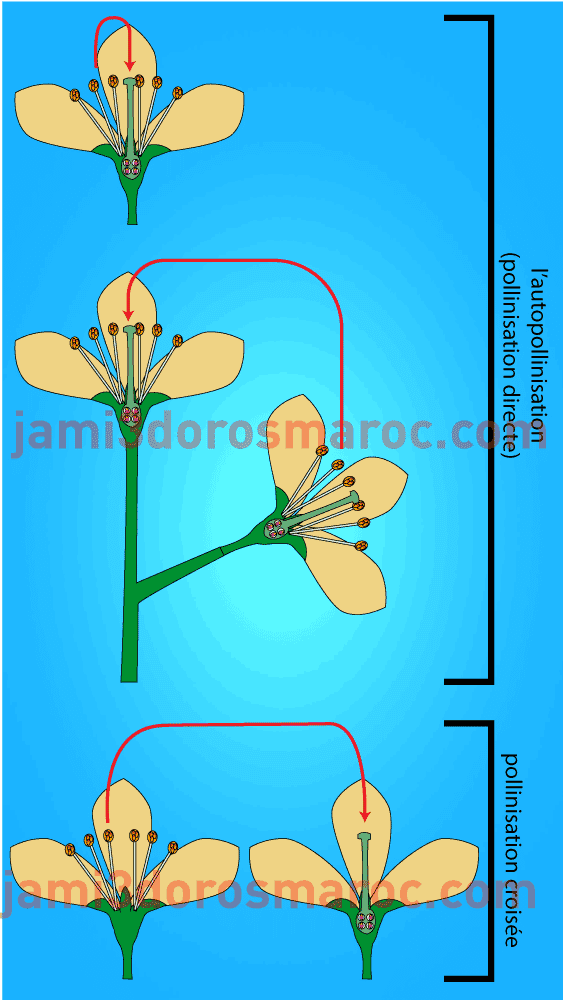 les différentes types de pollinisations