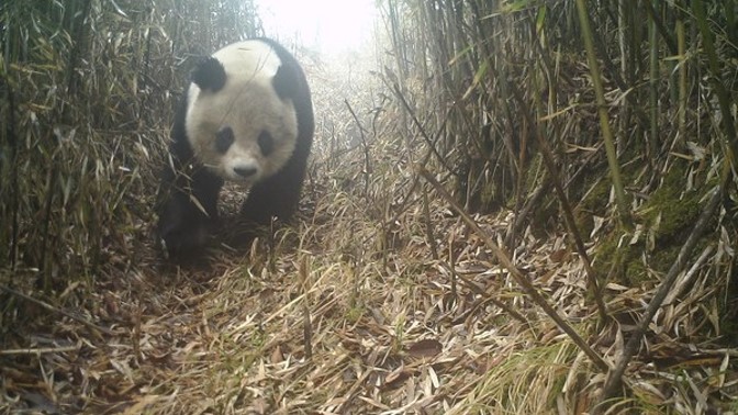 seekor-panda-raksasa-sub-dewasa-akhirnya-muncul-dalam-tangkapan-kamera-inframerah-di-taman-nasional-panda-raksasa