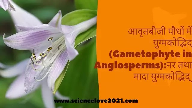 आवृतबीजी पौधों में युग्मकोद्भिद् (Gametophyte):नर तथा मादा युग्मकोद्भिद्|hindi