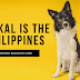 Why ASKAL is The Philippines' native dog | ASKAL