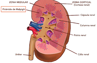 biologia