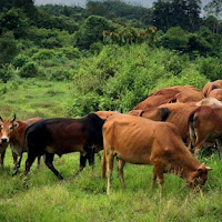 Pencuri Licik Curi Sembilan Lembu Sudah Ditambat, Petani Kerugian RM30,000