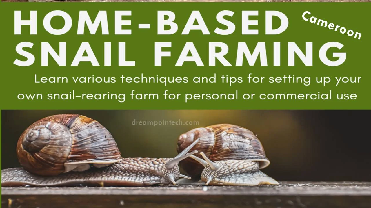 How to Start Snail Farming in Cameroon: Small Business Ideas